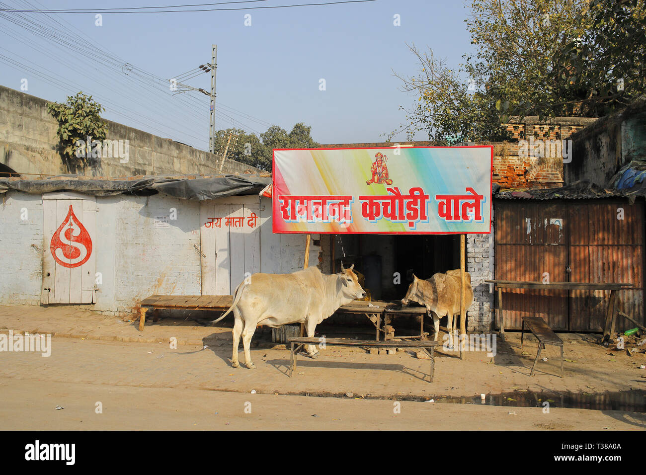 Cow slaughter india hires stock photography and images Alamy