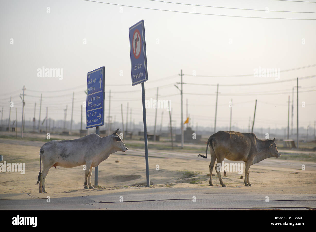 Uttar pradesh cow shelter hires stock photography and images Alamy