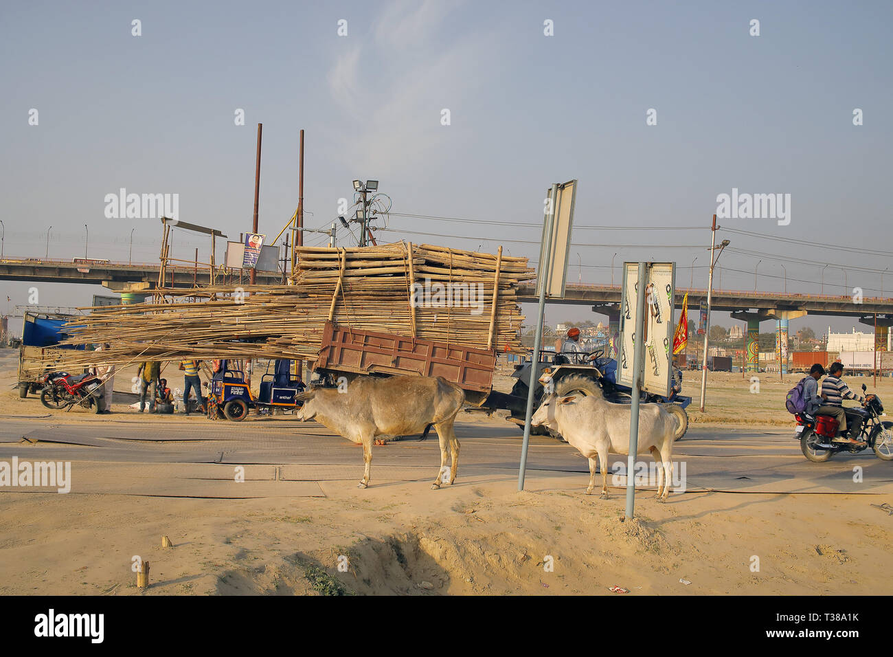 Cow slaughter india hires stock photography and images Alamy