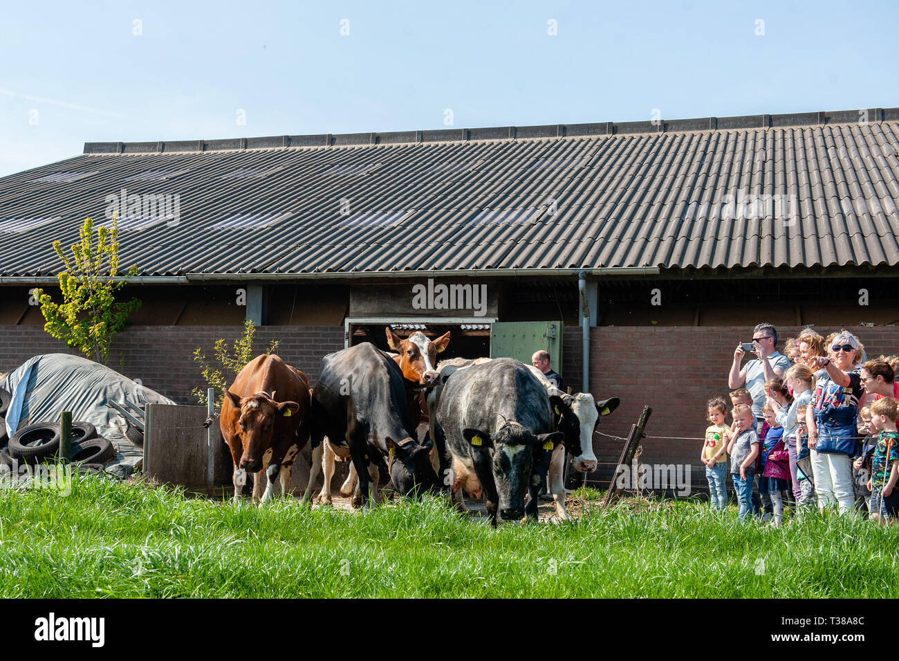 let dairy live let dairy live