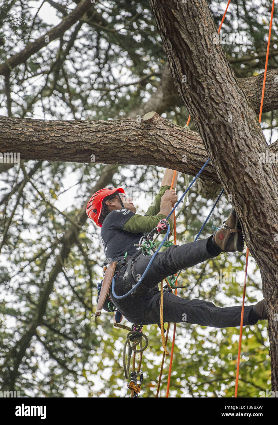Christchurch, Canterbury, New Zealand. 7th Apr, 2019. Five time New Zealand tree climbing champion SCOTT FORREST of Kawerau (NZ) competes in the Asia-Pacific Tree Climbing Masters' Challenge Championships in the Christchurch Botanic Gardens. Competitors vie in a series of tests of agility, speed and skill. Forrest finished second in the competition. Credit: PJ Heller/ZUMA Wire/Alamy Live News Stock Photo