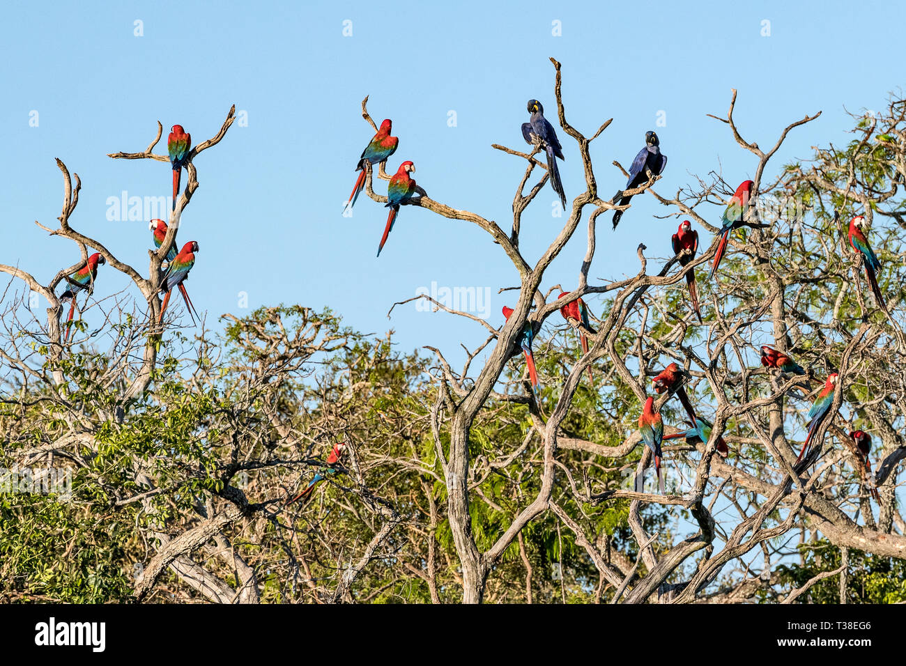 Red-and-green Macaws resting in Tree, Ara chloropterus, Bonito, Mato Grosso do Sul, Brazil Stock Photo