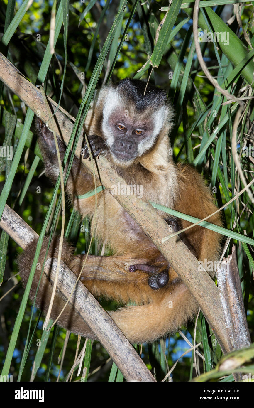 Male Hooded Capuchin Monkey, Sapajus cay, Bonito, Mato Grosso do Sul, Brazil Stock Photo