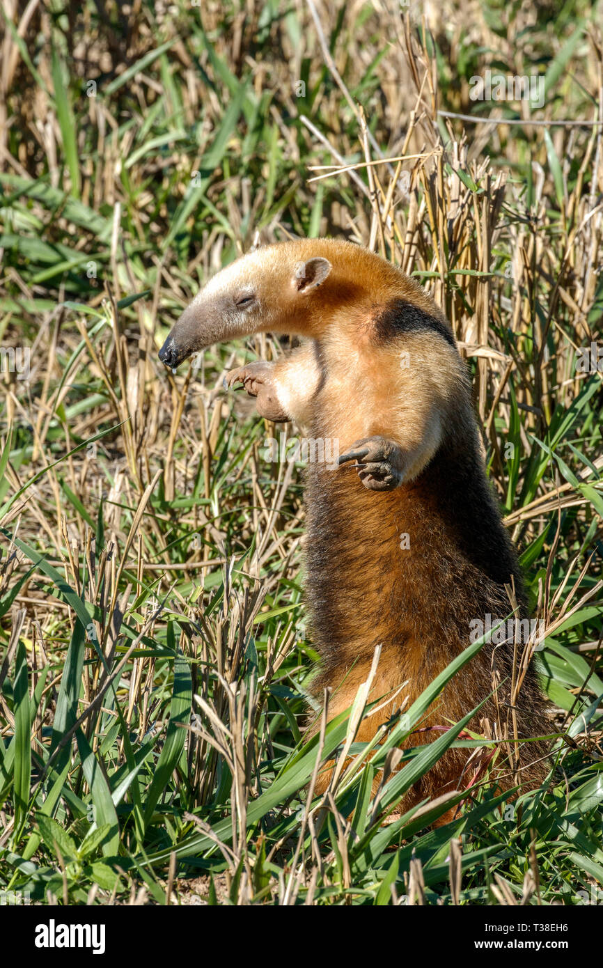 Southern Tamandua, Tamandua tetradectyla, Bonito, Mato Grosso do Sul, Brazil Stock Photo