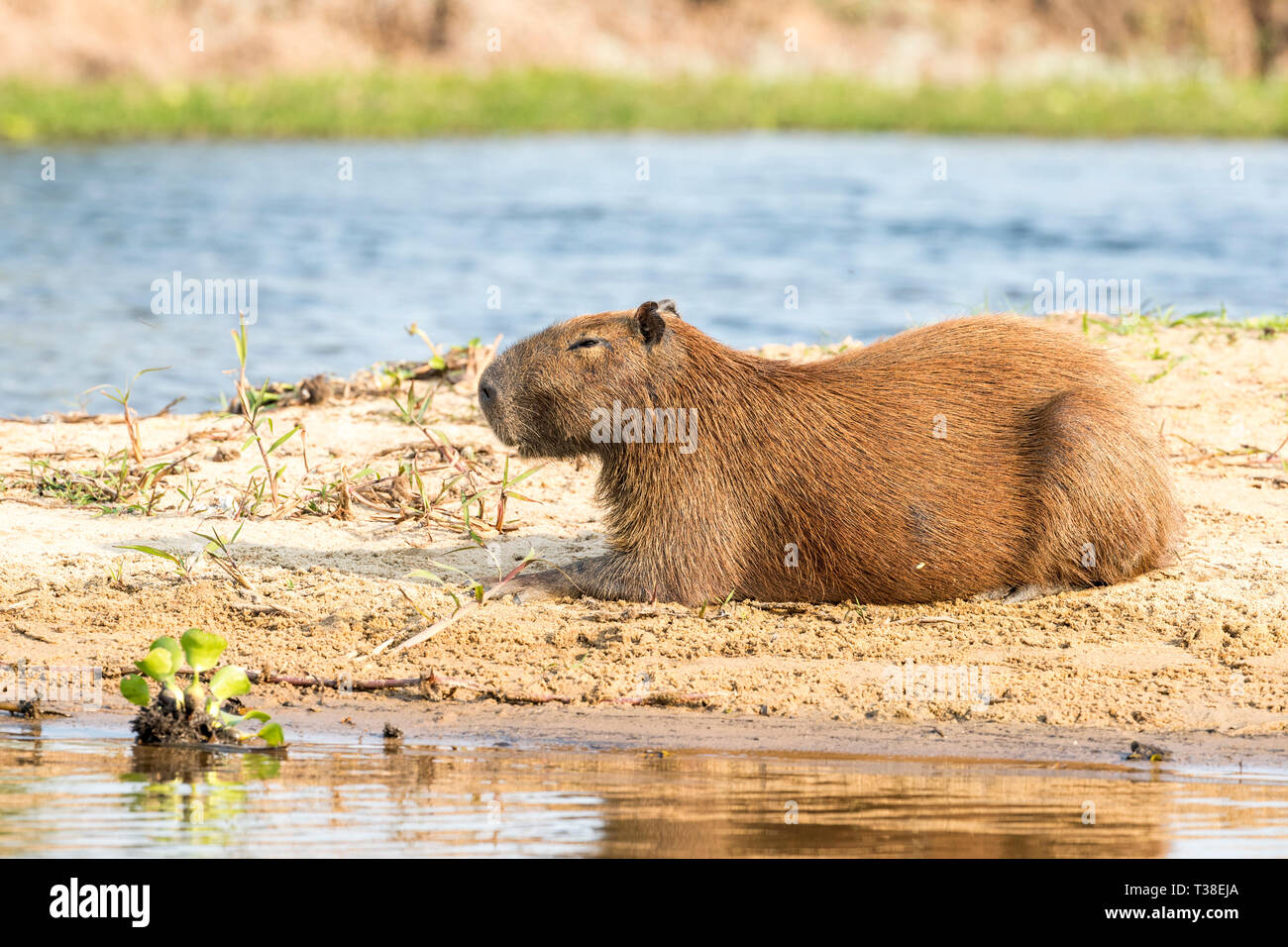 Female Capybara, Hydrochoerus hydrochaeris, Pantanal, Mato Grosso do Sul, Brazil Stock Photo