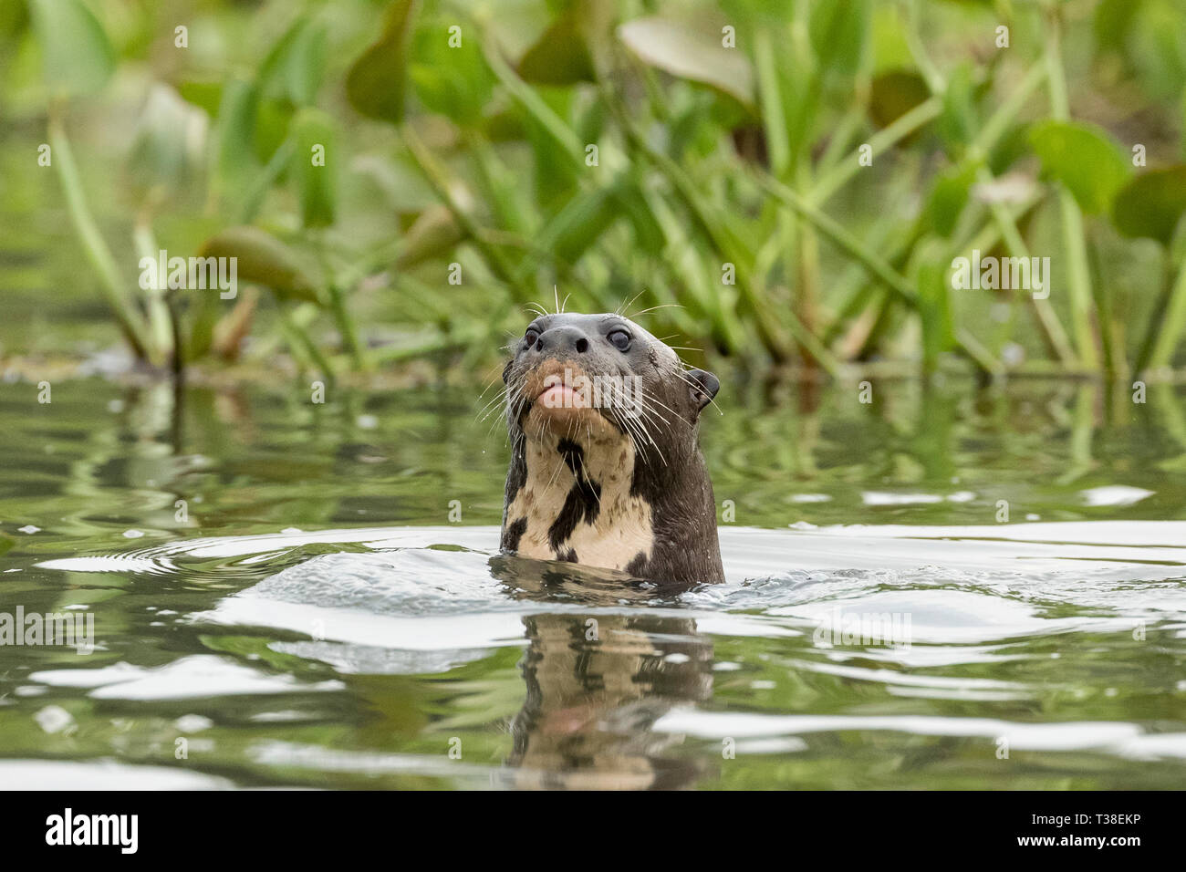 Giant River Otter, Pteronura brasiliensis, Paraguay River, Pantanal, Brazil Stock Photo