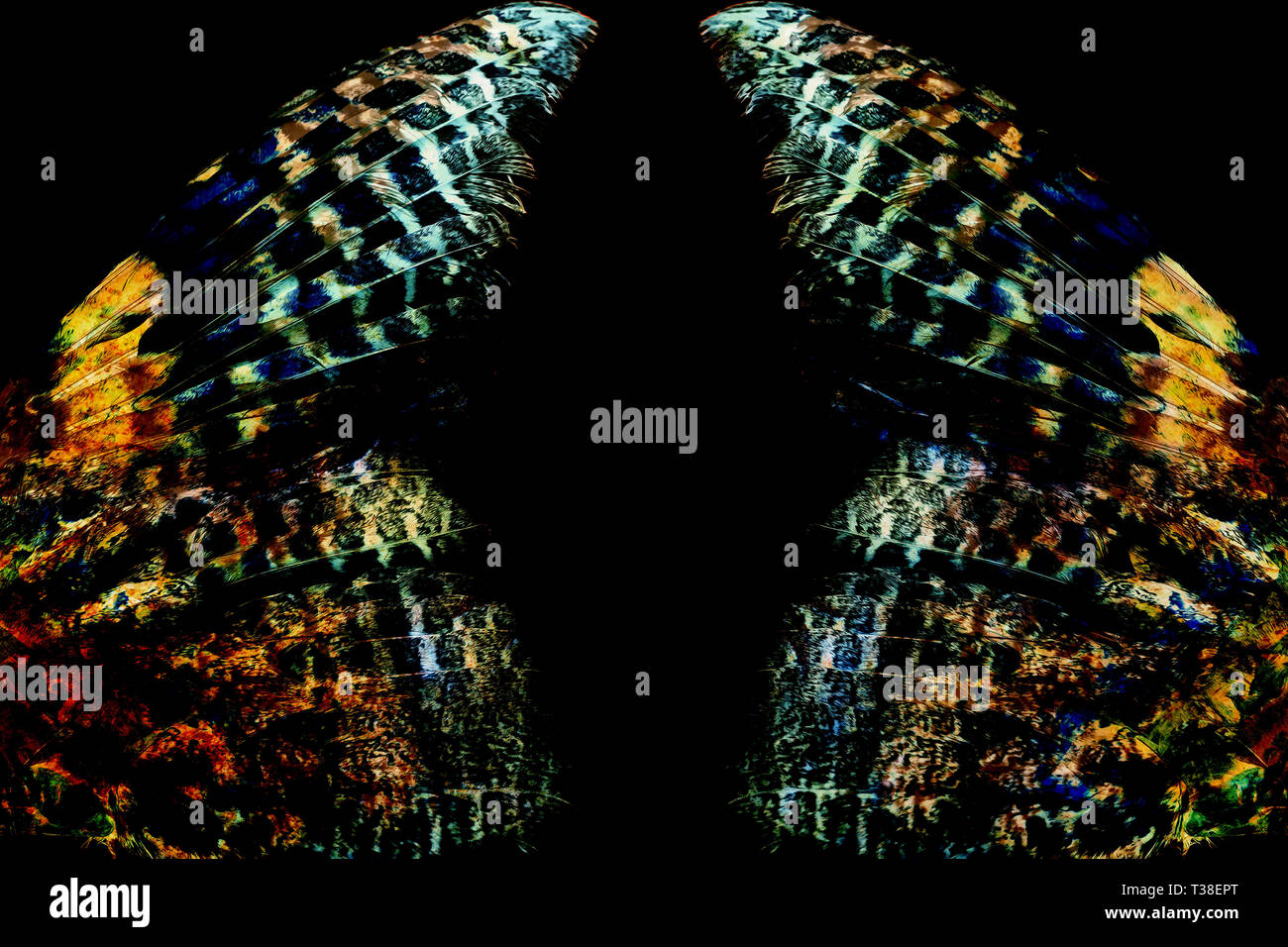 bird feathers on black background Stock Photo - Alamy