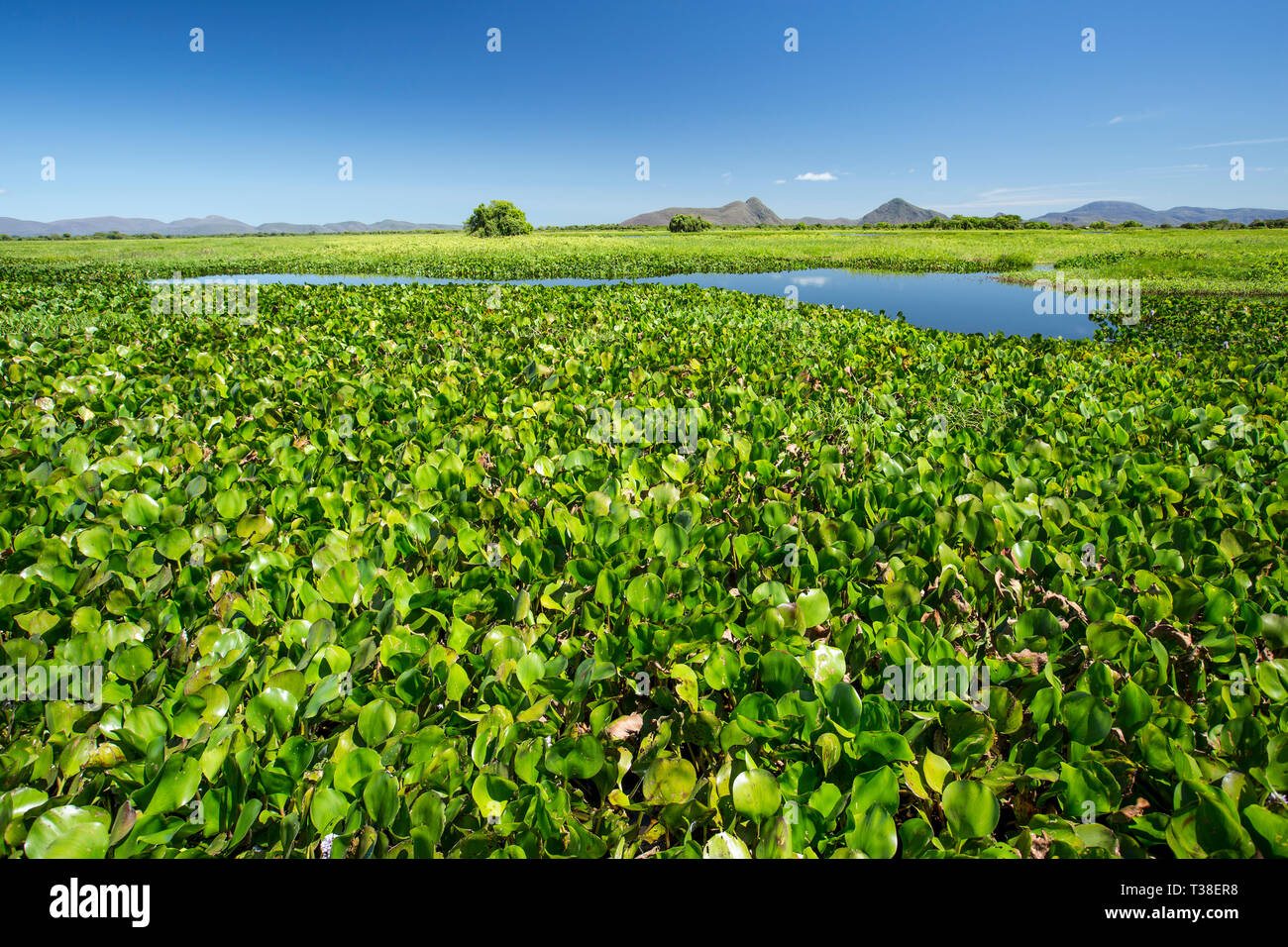 Impressionen of Rio Paraguay, Pantanal, Mato Grosso do Sul, Brazil Stock Photo