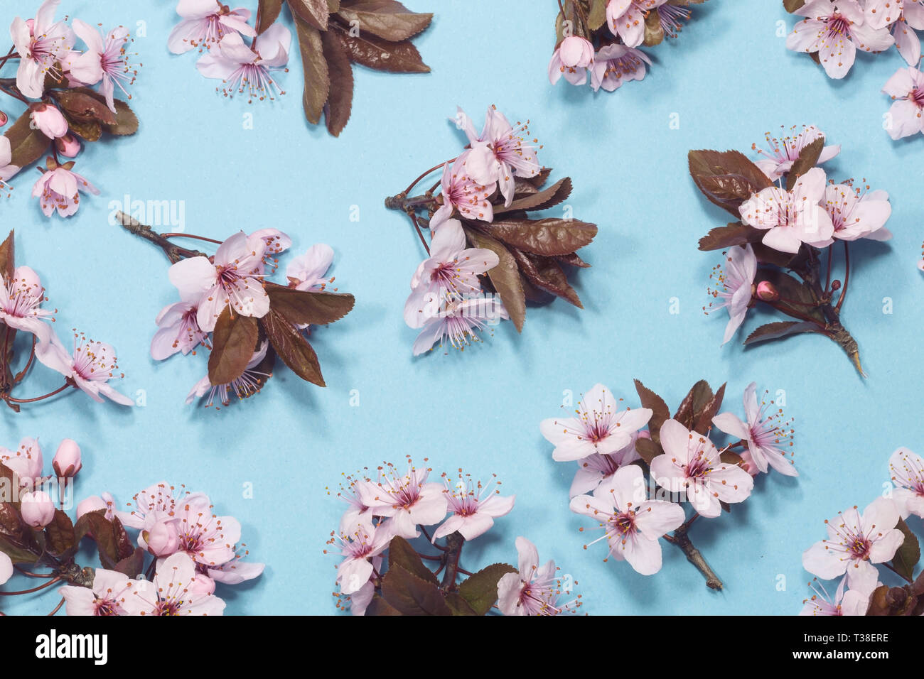 Spring cherry blossom on blue background Stock Photo