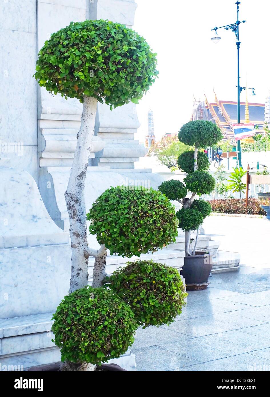 Fresh Green Beautiful Streblus Asper or Siamese Rough Bush Bonsai Tree in City Pillar Shrine or San Lak Mueang at Bangkok, Thailand. Stock Photo
