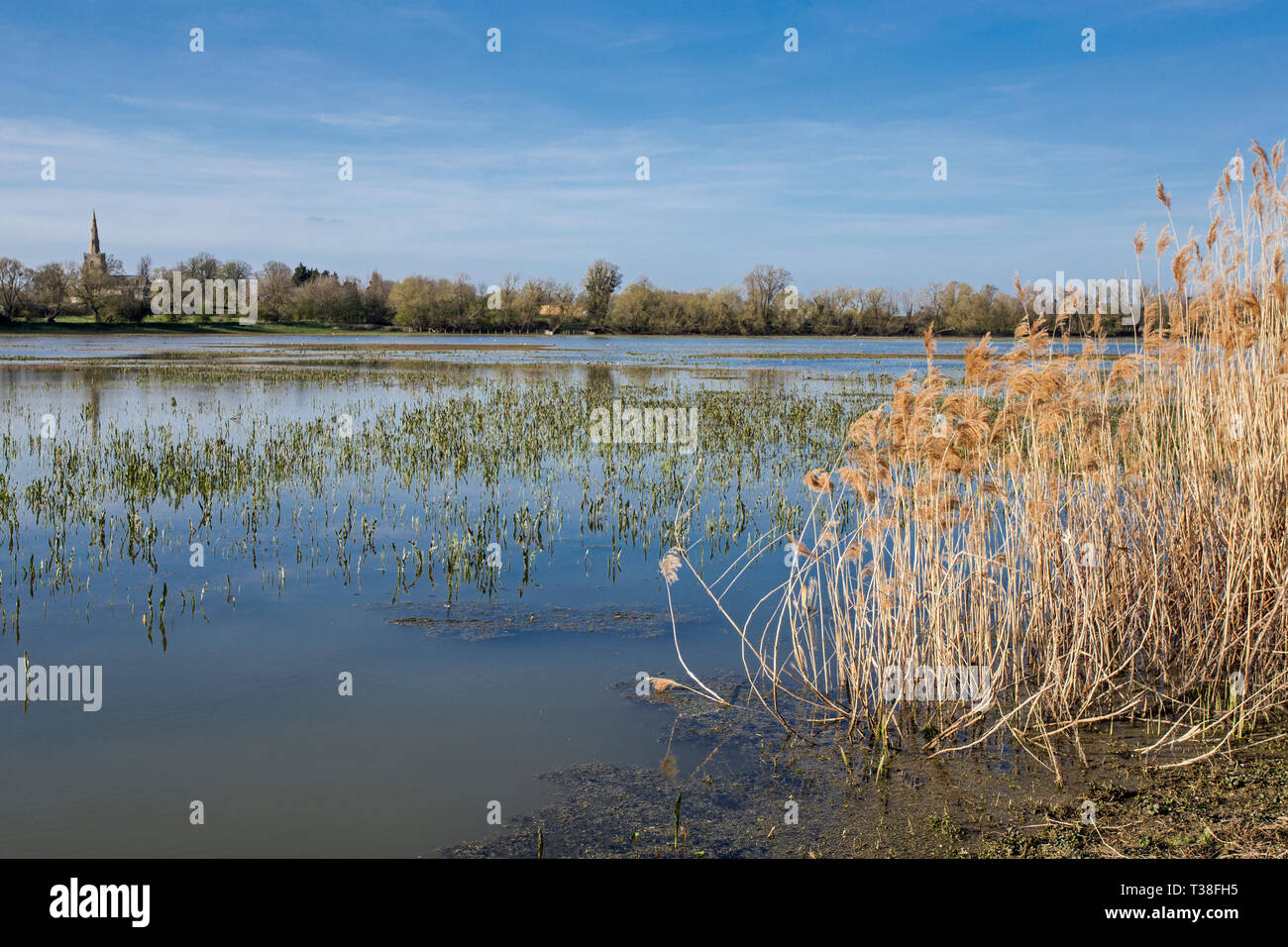 View across Berry Fen, Bluntisham, Cambridgeshire, England Stock Photo