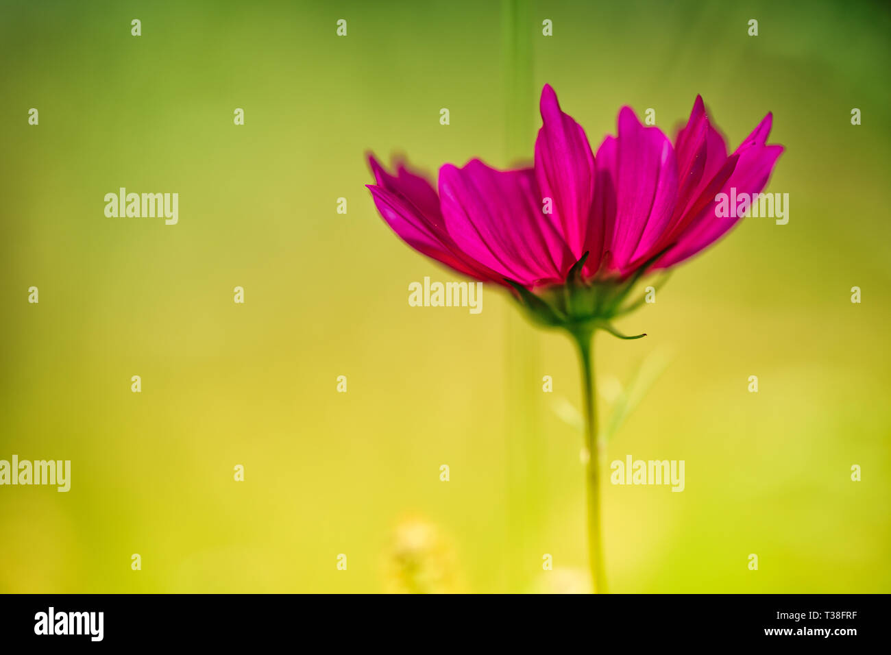 Purple Flower on Summer Meadow Stock Photo - Alamy