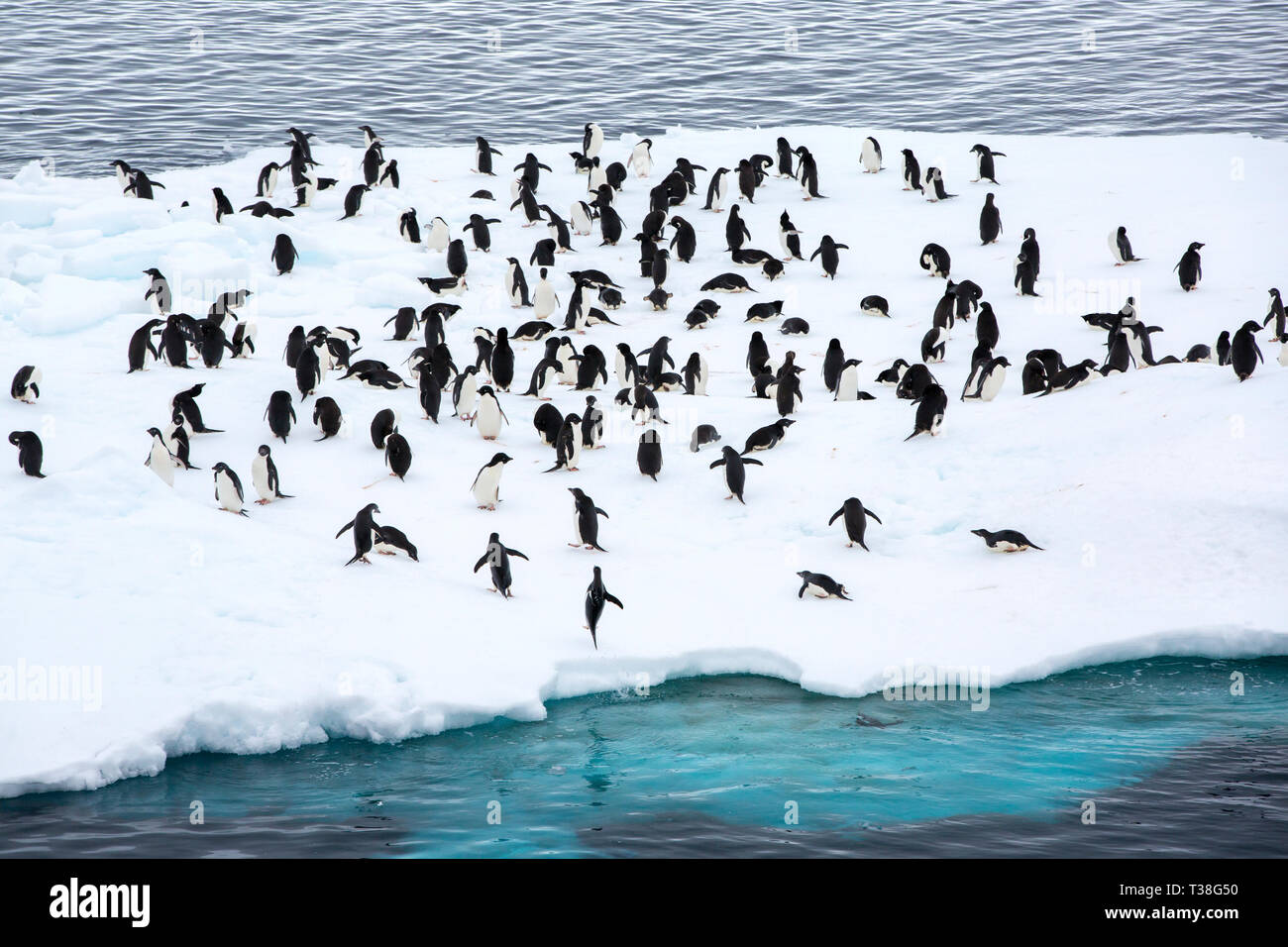 Adelie Penguin, Pygoscelis adeliae leaping onto sea ice at Paulet ...