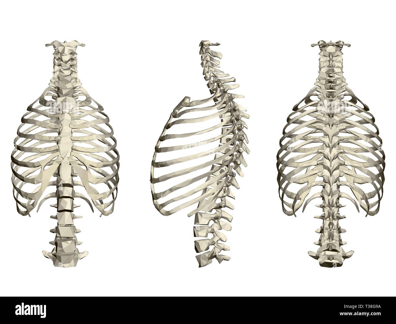 Set with human ribcage and spine. 3D. Front, side and rear view. Vector illustration Stock Vector
