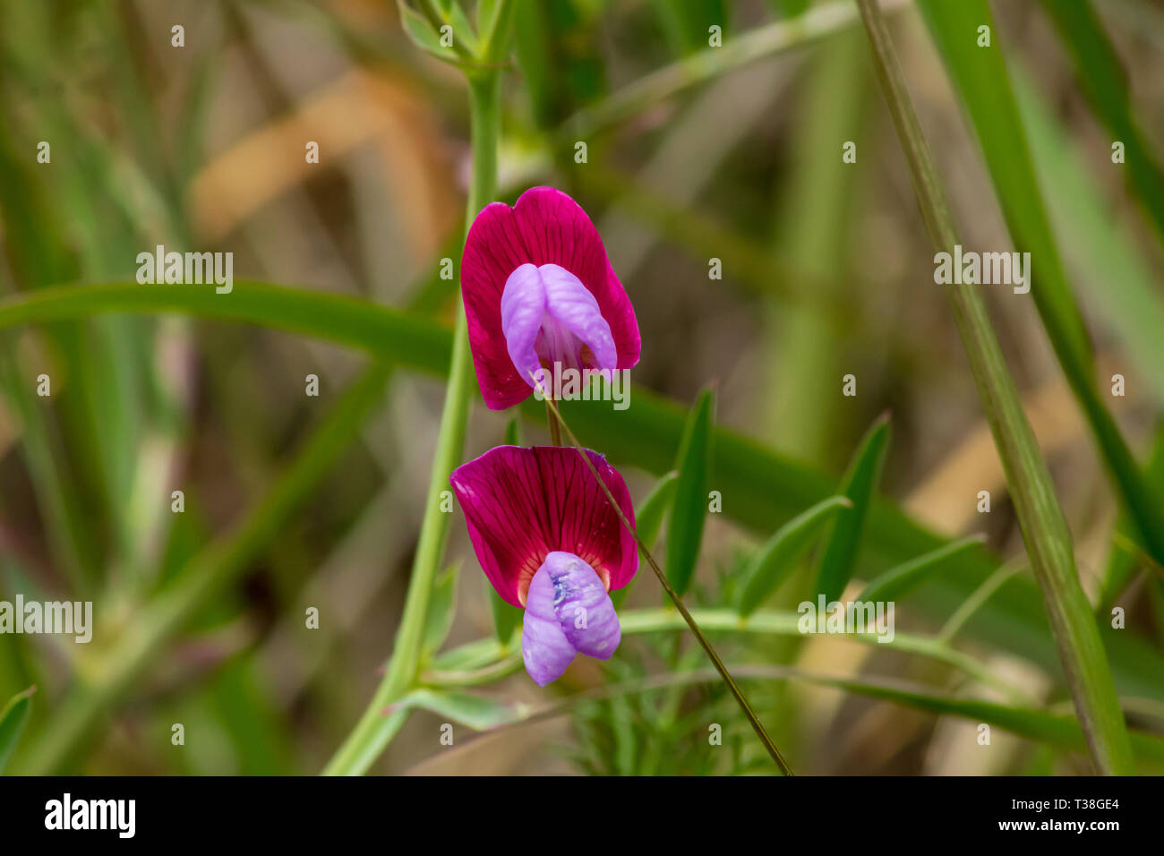 Lathyrus clymenum, Wild Spanish vetchling, Flower Blooms Close Up Stock Photo