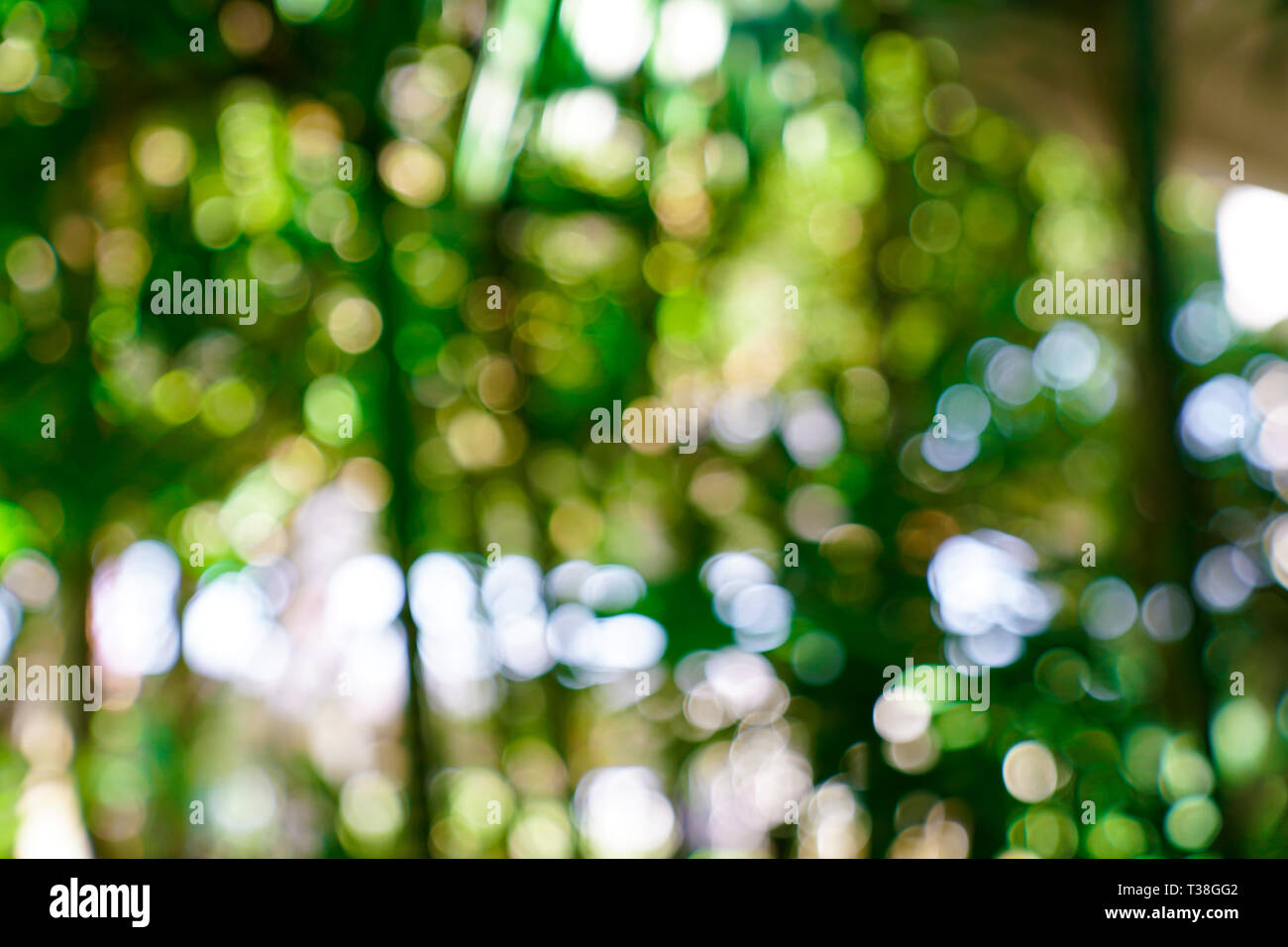 fresh nature green blurry and bokeh background Stock Photo - Alamy