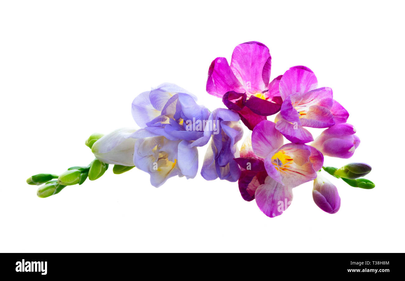 Bouquet Of Freesia Blue And Violet Flowers Up Isolated On White Background Stock Photo Alamy
