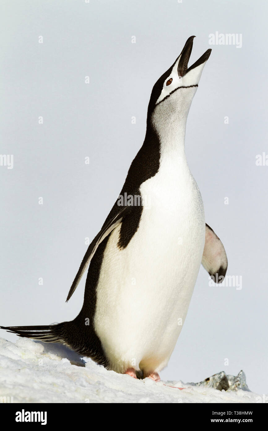 A calling chinstrap penguin, Antarctica. Stock Photo