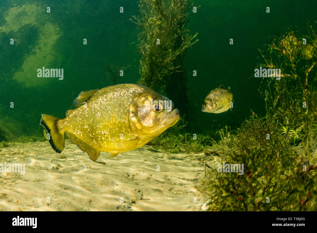 Yellow King Piranha, Pygocentrus nattereri ternezi, Paraguay River, Pantanal, Brazil Stock Photo