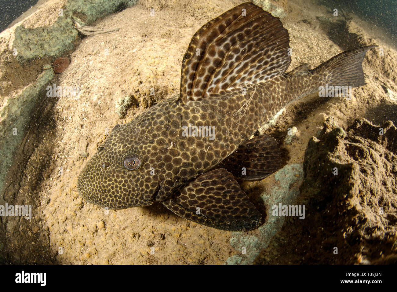 Amored Catfish, Loricariidae, Formoso River, Bonito, Mato Grosso do Sul, Brazil Stock Photo