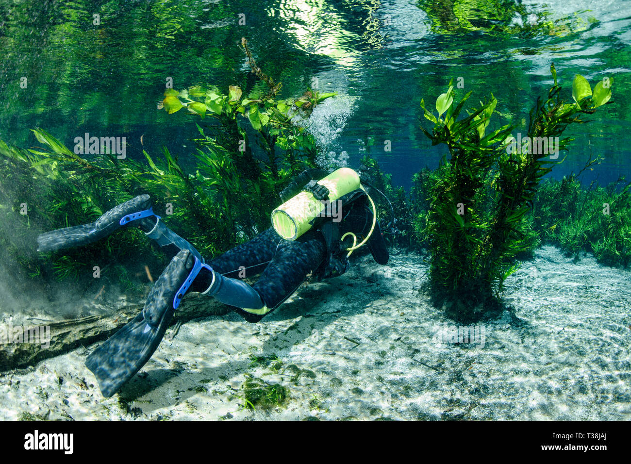 Scuba Diving in Aquario Natural Spring, Bonito, Mato Grosso do Sul, Brazil Stock Photo