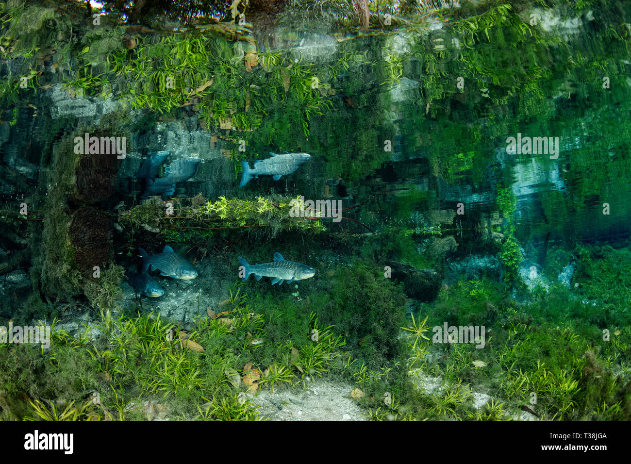 Underwater plants in Nascente Azul, Nascente Azul, Mato Grosso do Sul, Brazil Stock Photo