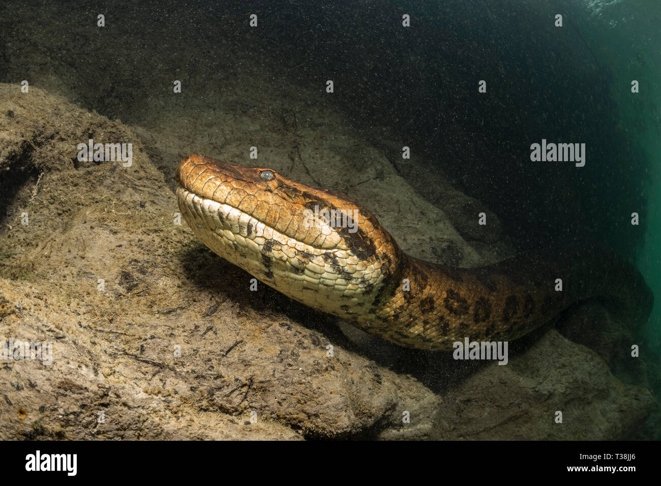 Amazon River Brazil Anaconda High Resolution Stock Photography And Images Alamy