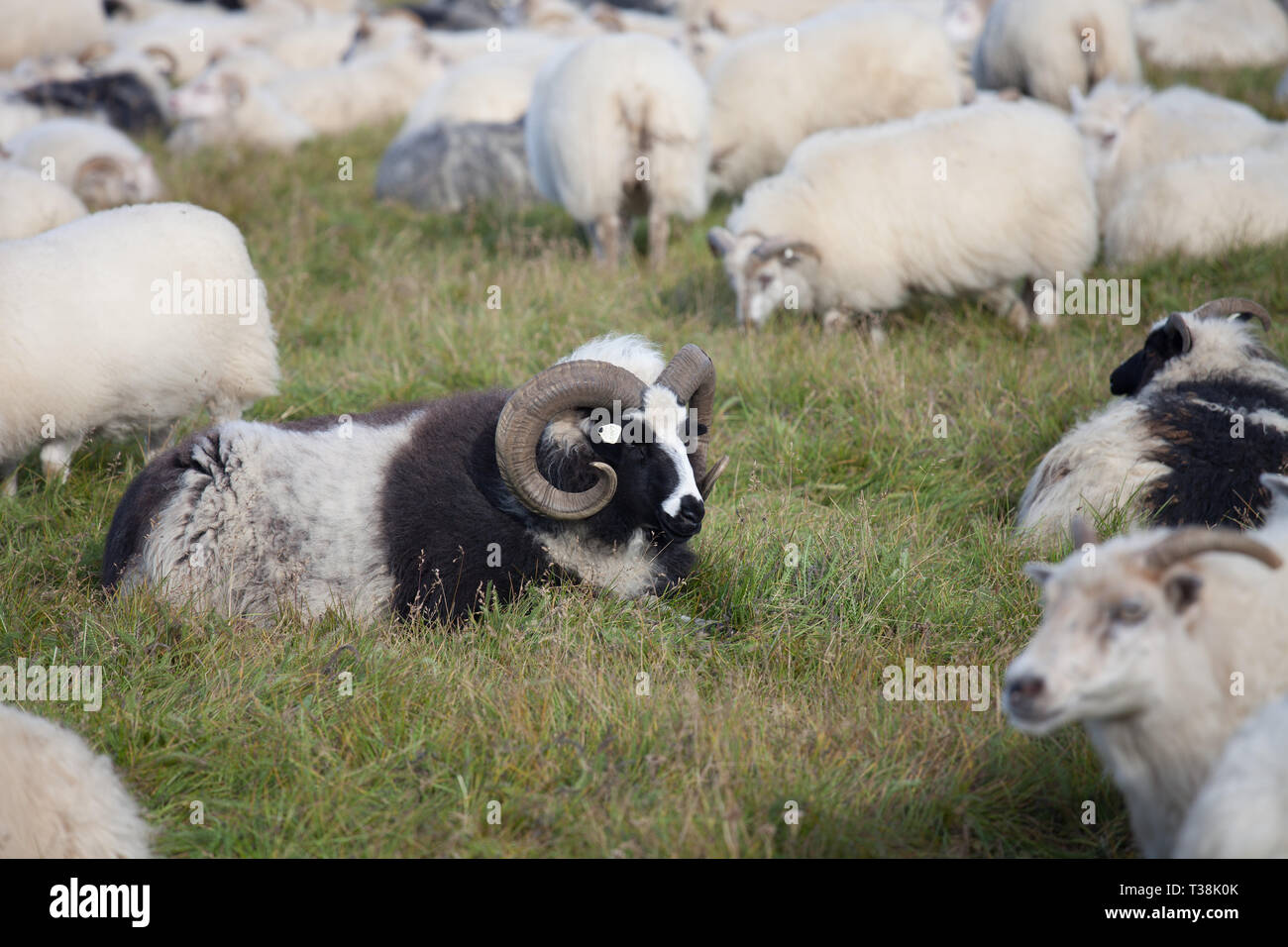 Cute big white and black ram in the herd with long horns looking at you close up Stock - Alamy