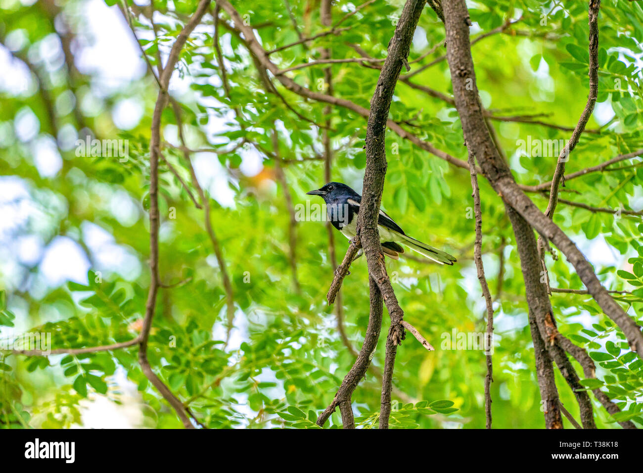 black bird with white line on its wing hangs on to a tree branch, green