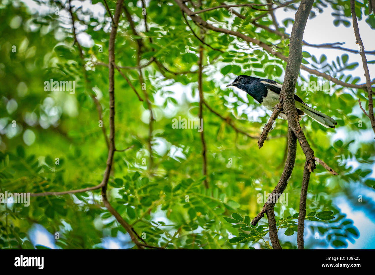 black bird with white line on its wing hangs on to a tree branch, green