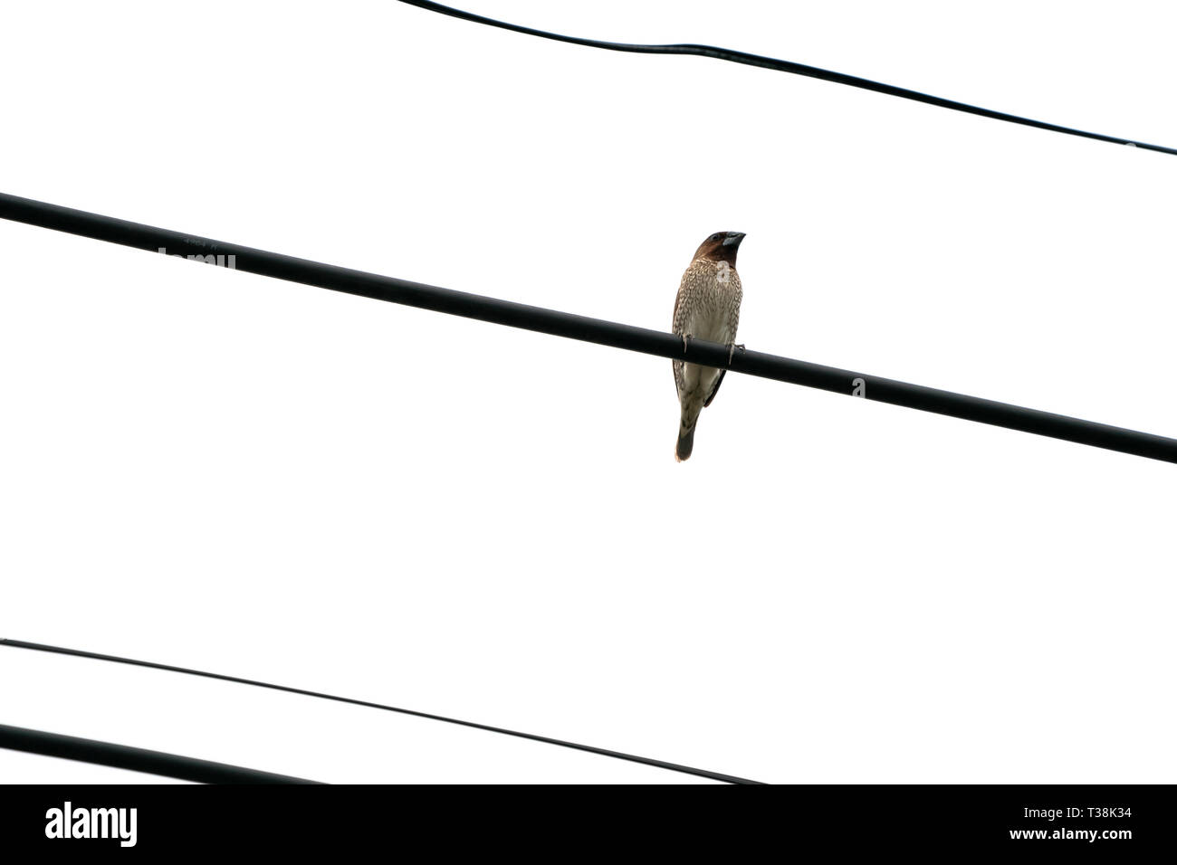 one brown bird hangs on to electric cable alone. Stock Photo