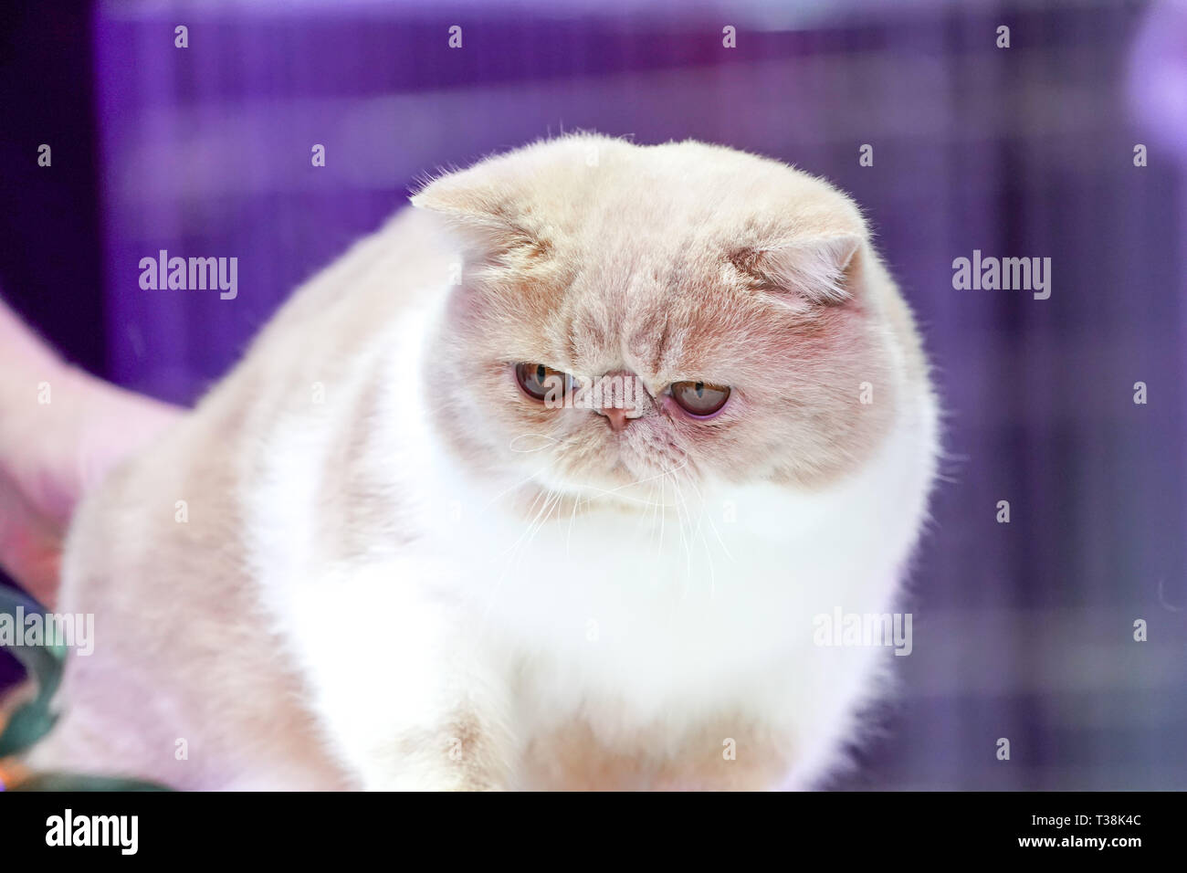 Close Up Persian Cat Face Short Brown Orange Hair Stock Photo