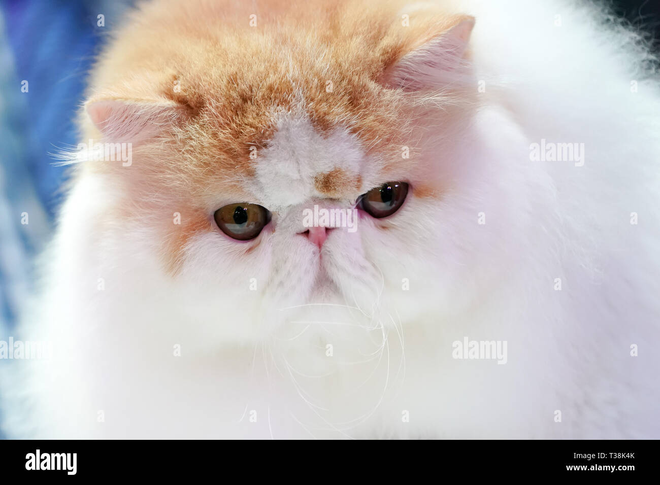 Close Up Persian Cat Face Long Brown Orange Hair Stock Photo