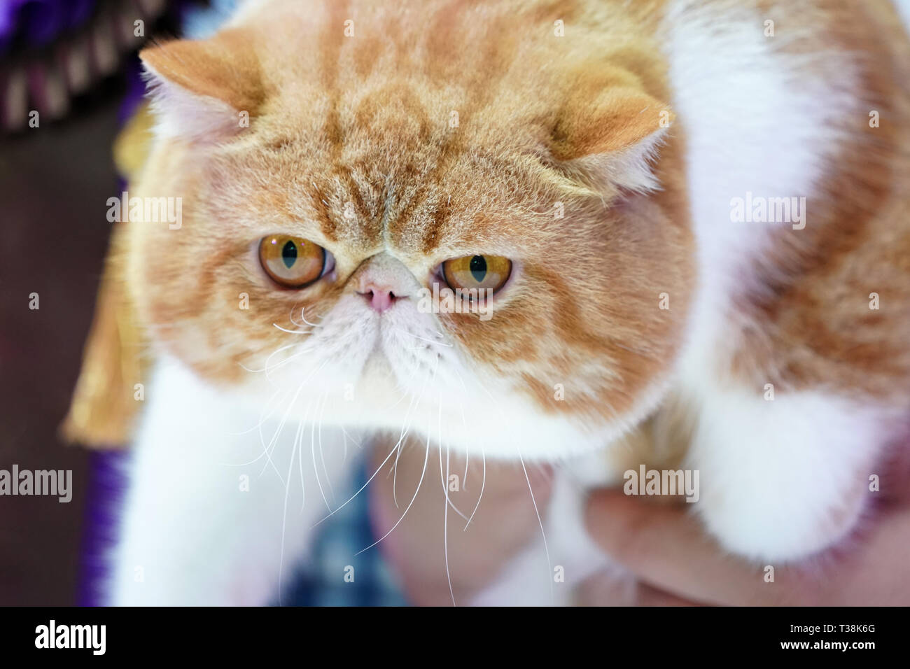 Close Up Persian Cat Face Short Brown Orange Hair Stock Photo