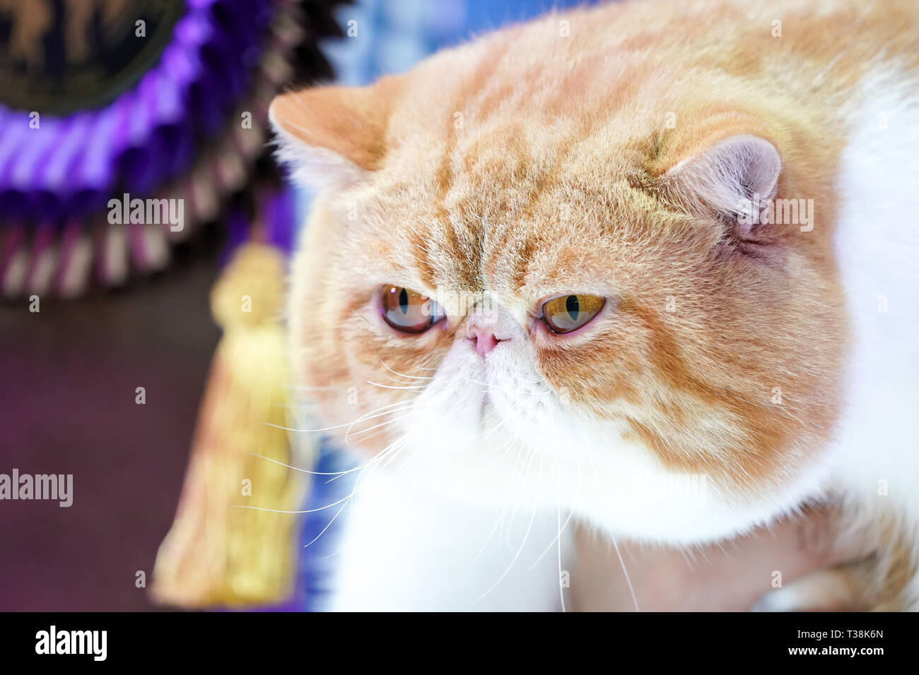 Brown Tabby Persian Stock Photos Brown Tabby Persian Stock