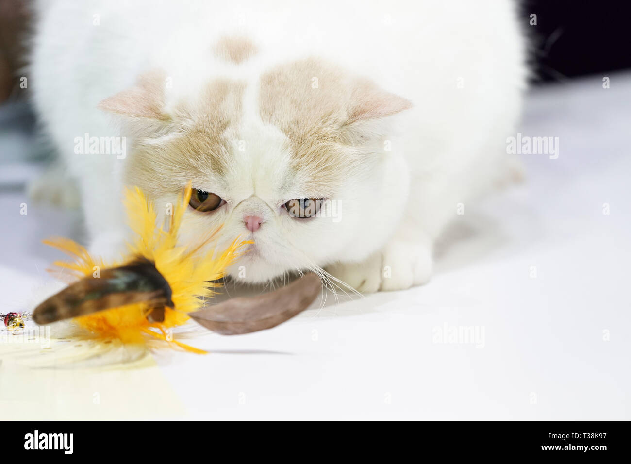 Cutie Fat Persian White Short Hair Stares At The Feather Cat Toy