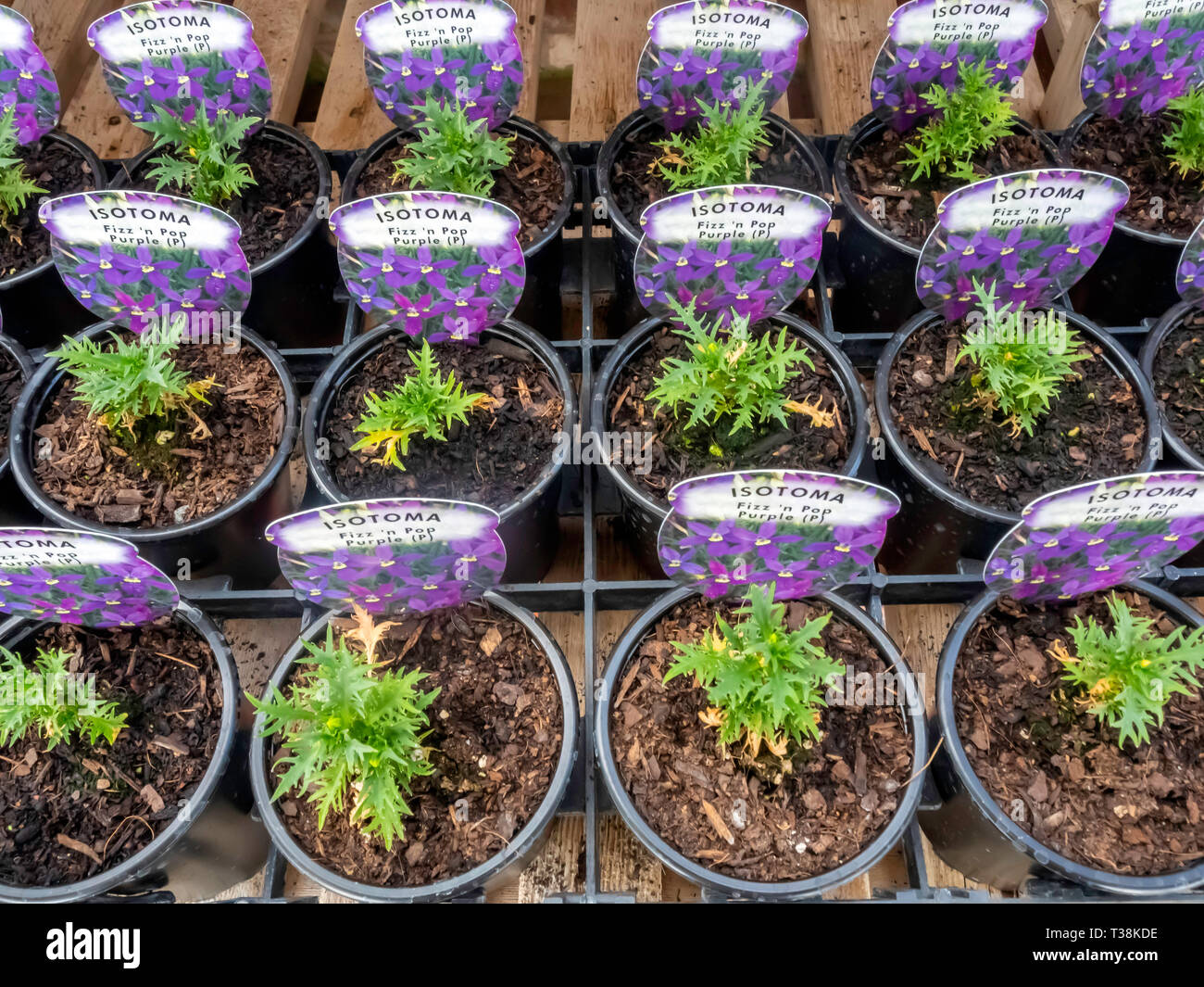 Plant nursery display of young flower plants in a greenhouse in early spring,   Isotoma Fizz n pop Purple  for later sale as bedding plants Stock Photo