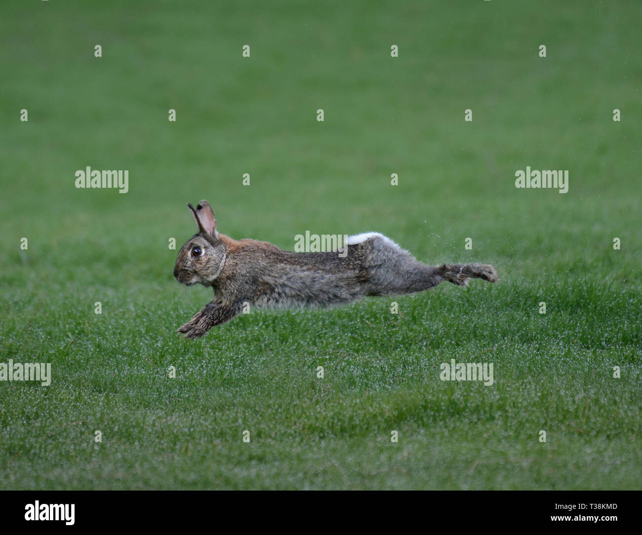 Running rabbit uk hires stock photography and images Alamy
