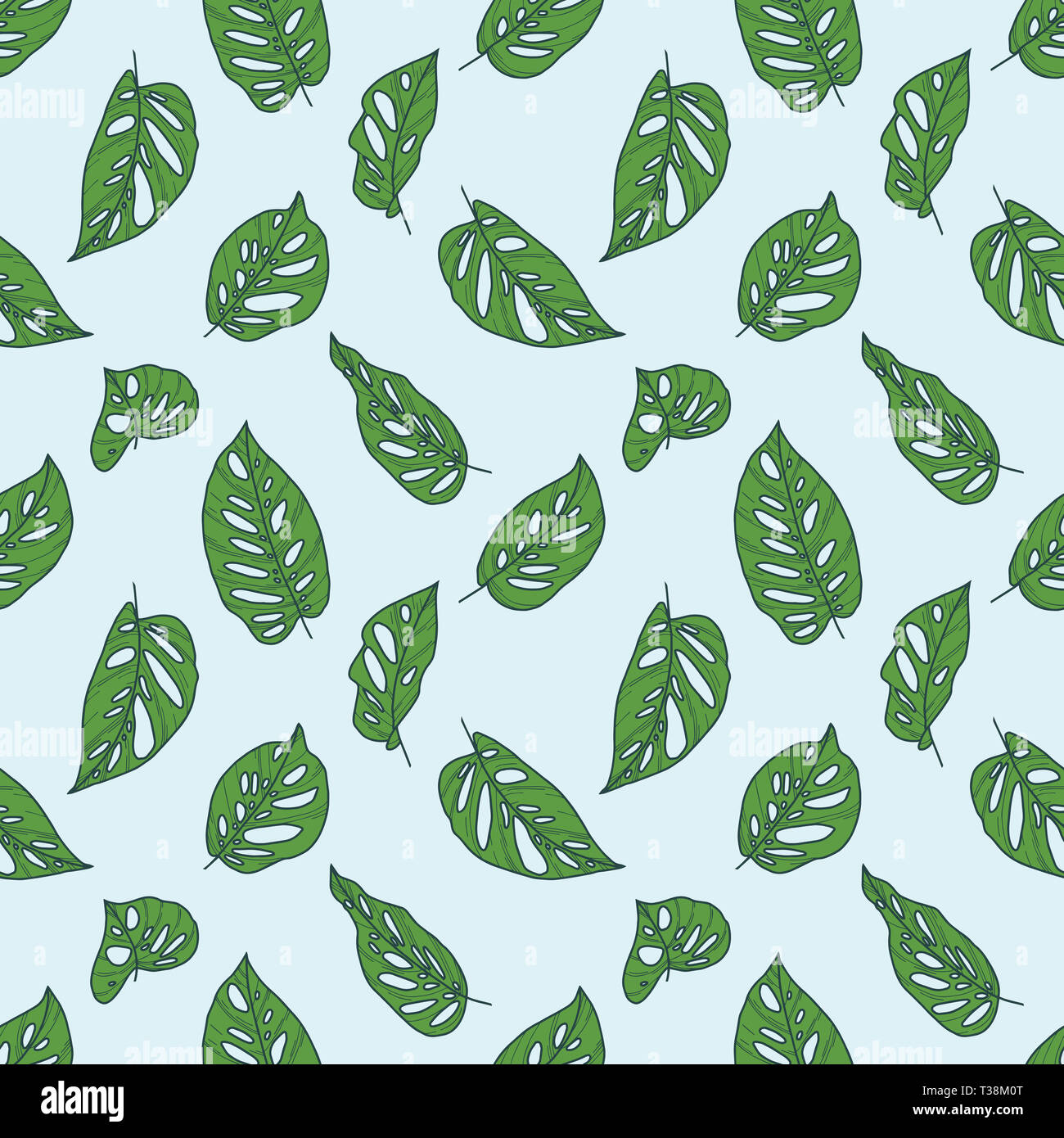 silver philodendron Philodendron Hastatum | Silver Sword | 4
