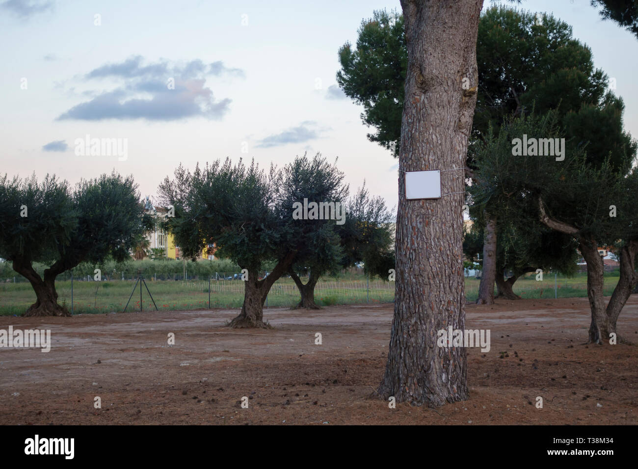 Tree plot hi-res stock photography and images - Alamy