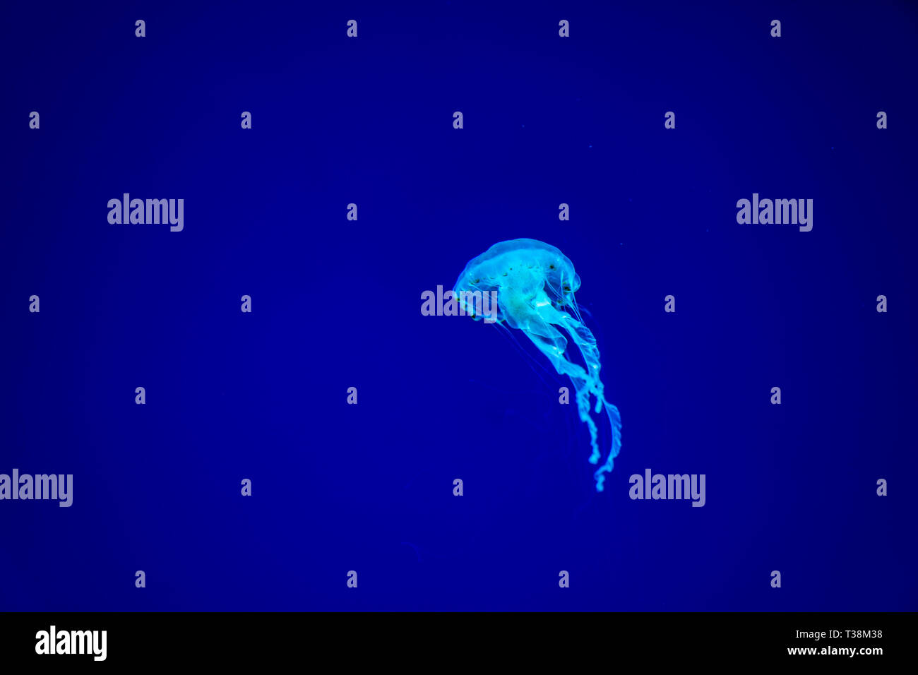 Jelly fishes are swimming and glowing in the dark Stock Photo - Alamy
