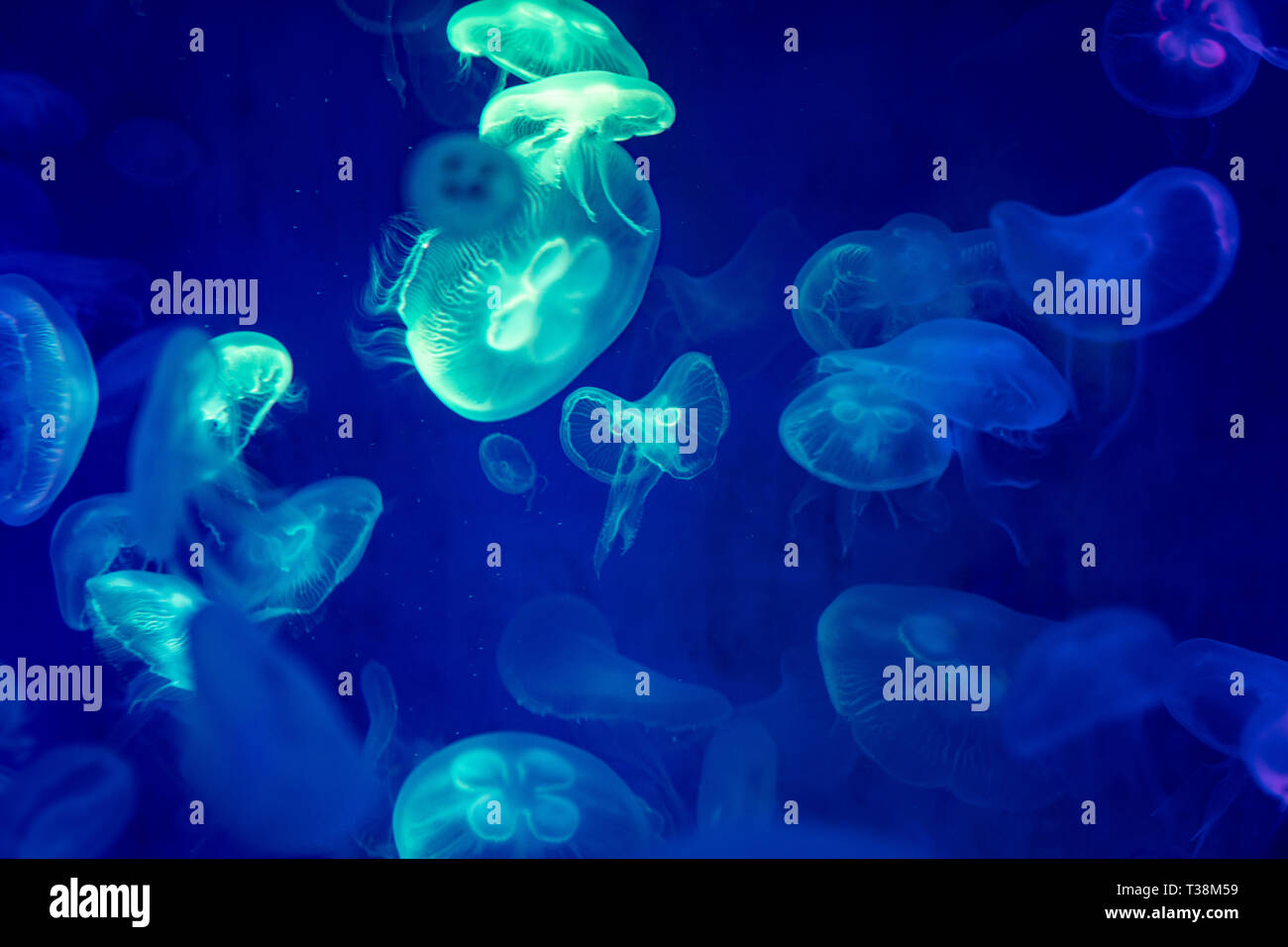 Jelly fishes are swimming and glowing in the dark Stock Photo - Alamy
