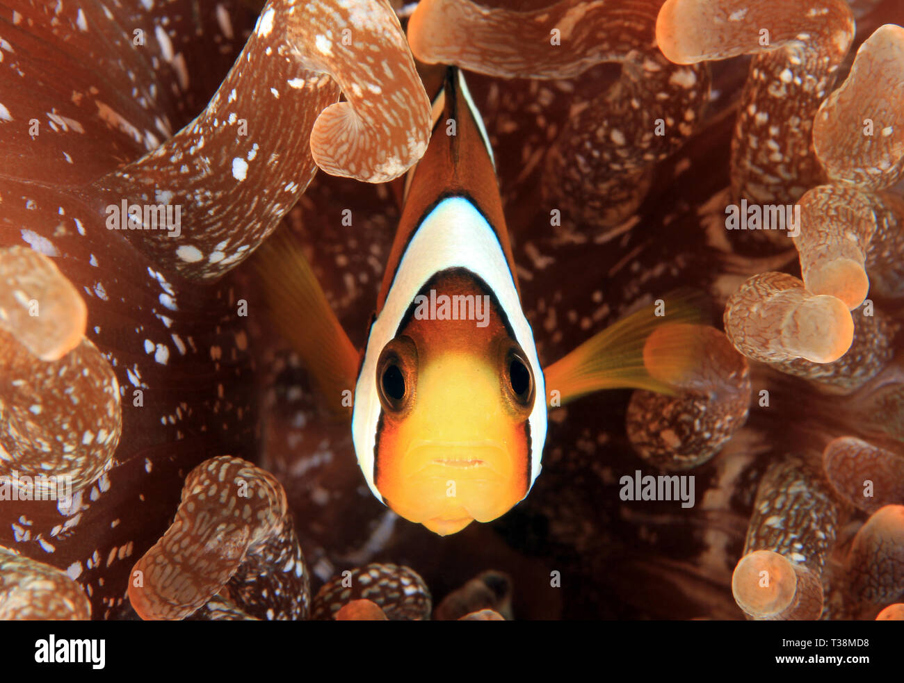 Orange-fin Anemonefish (Amphiprion chrysopterus) in Anemone. Anilao, Philippines Stock Photo