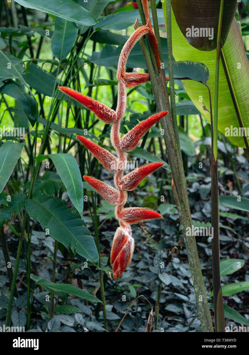 Heliconia vellerigera Costa Rica Stock Photo