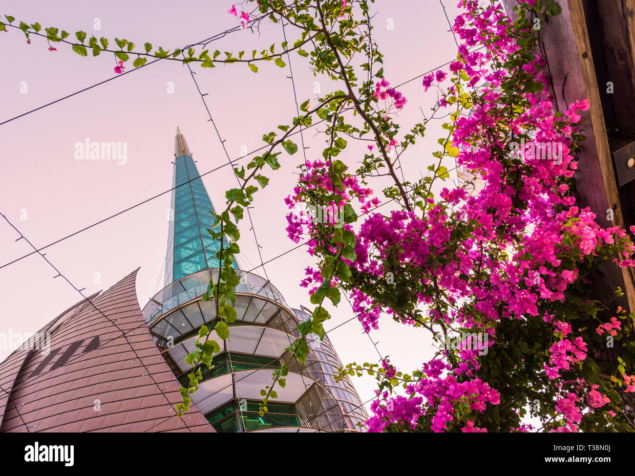 Sunset over The Swan Bell Tower and bougainvillea in Barrack Square, Perth, Western Australia Stock Photo