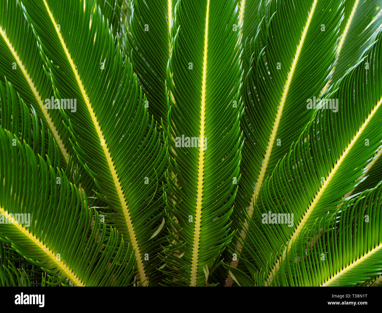 Sago palm Cycas revoluta Stock Photo