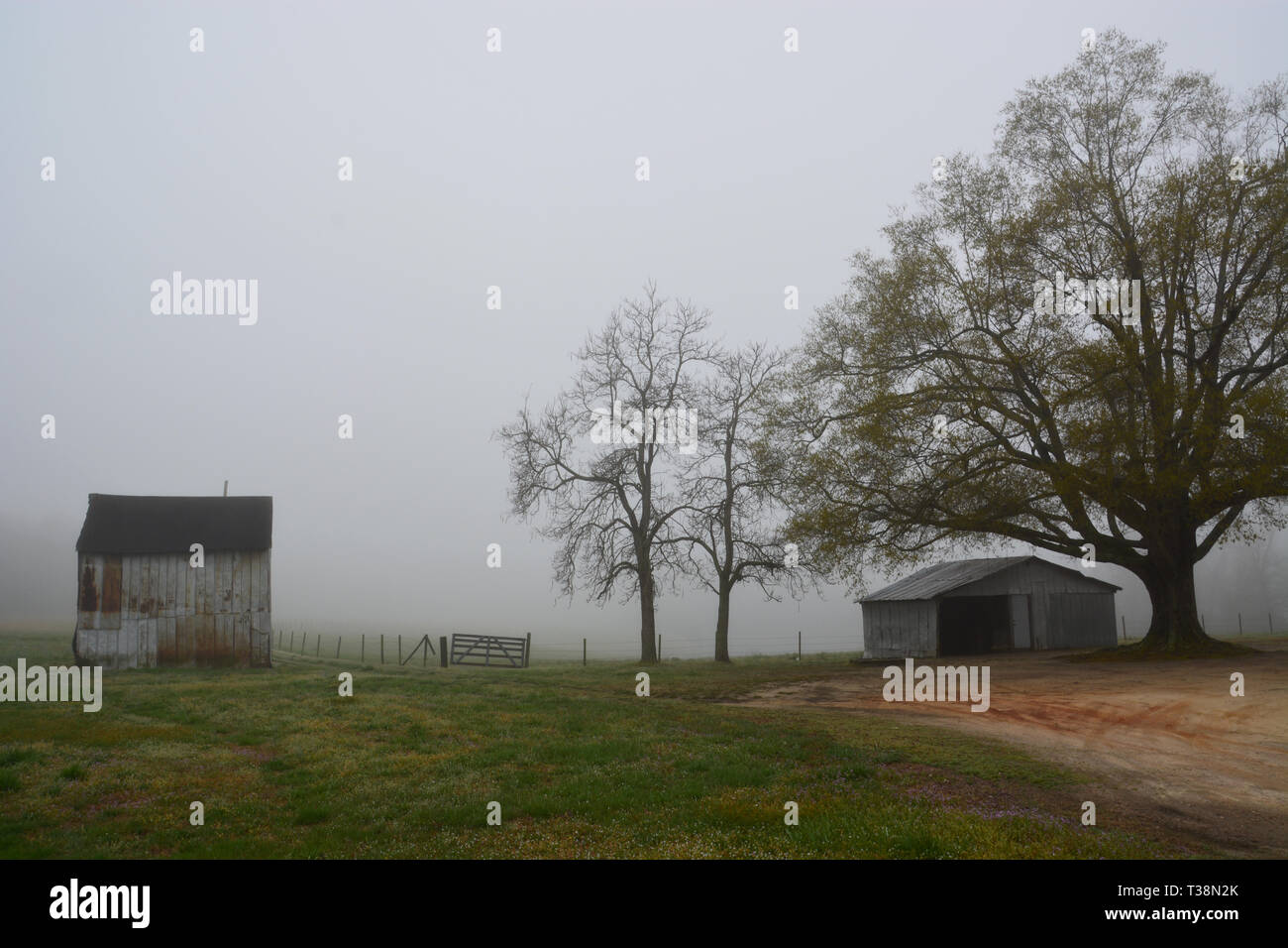 A dense morning fog obscures farmland beyond weathered outbuildings in Wake Forest North Carolina. Stock Photo