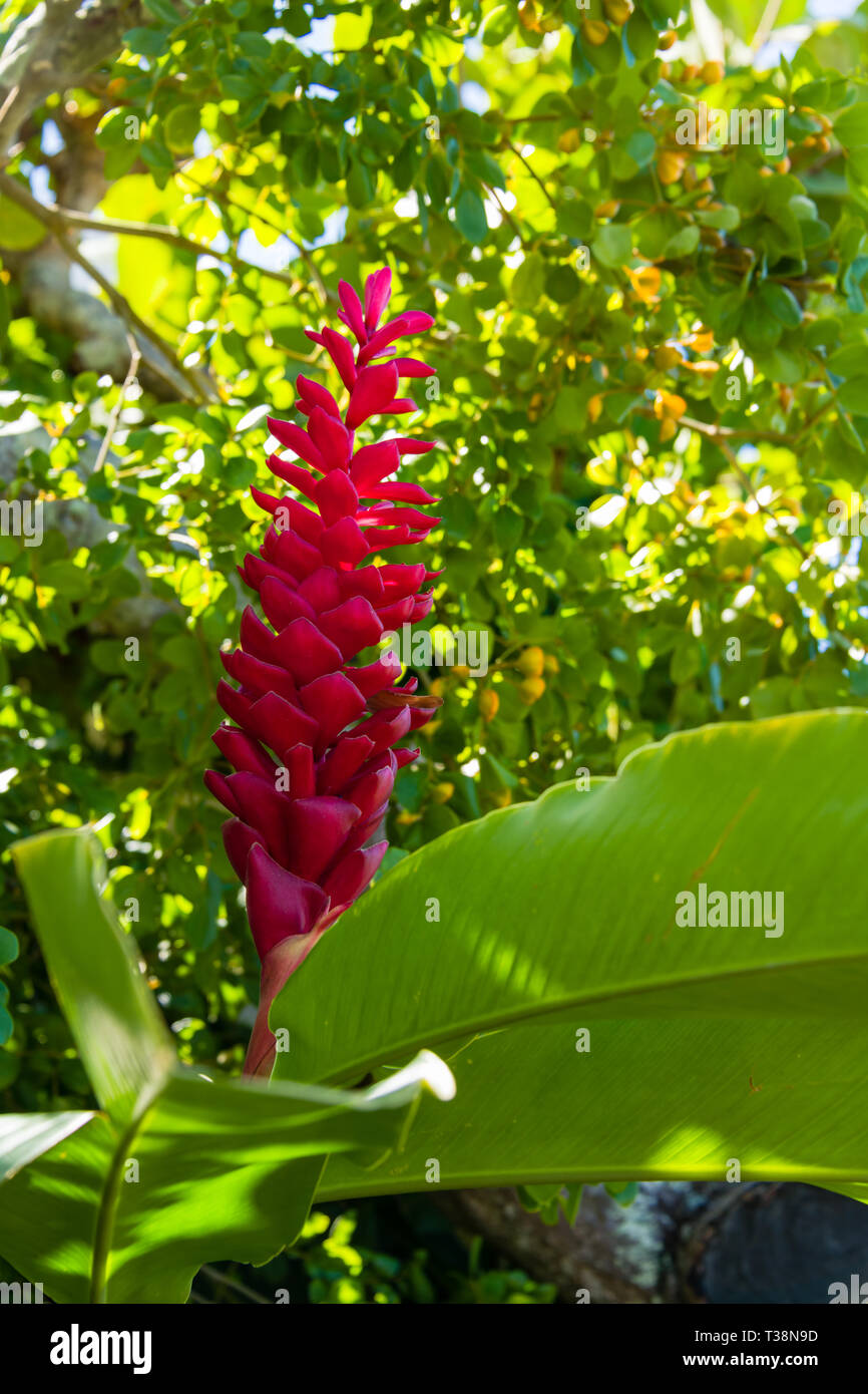 Napili Torch Ginger Stock Photo Alamy