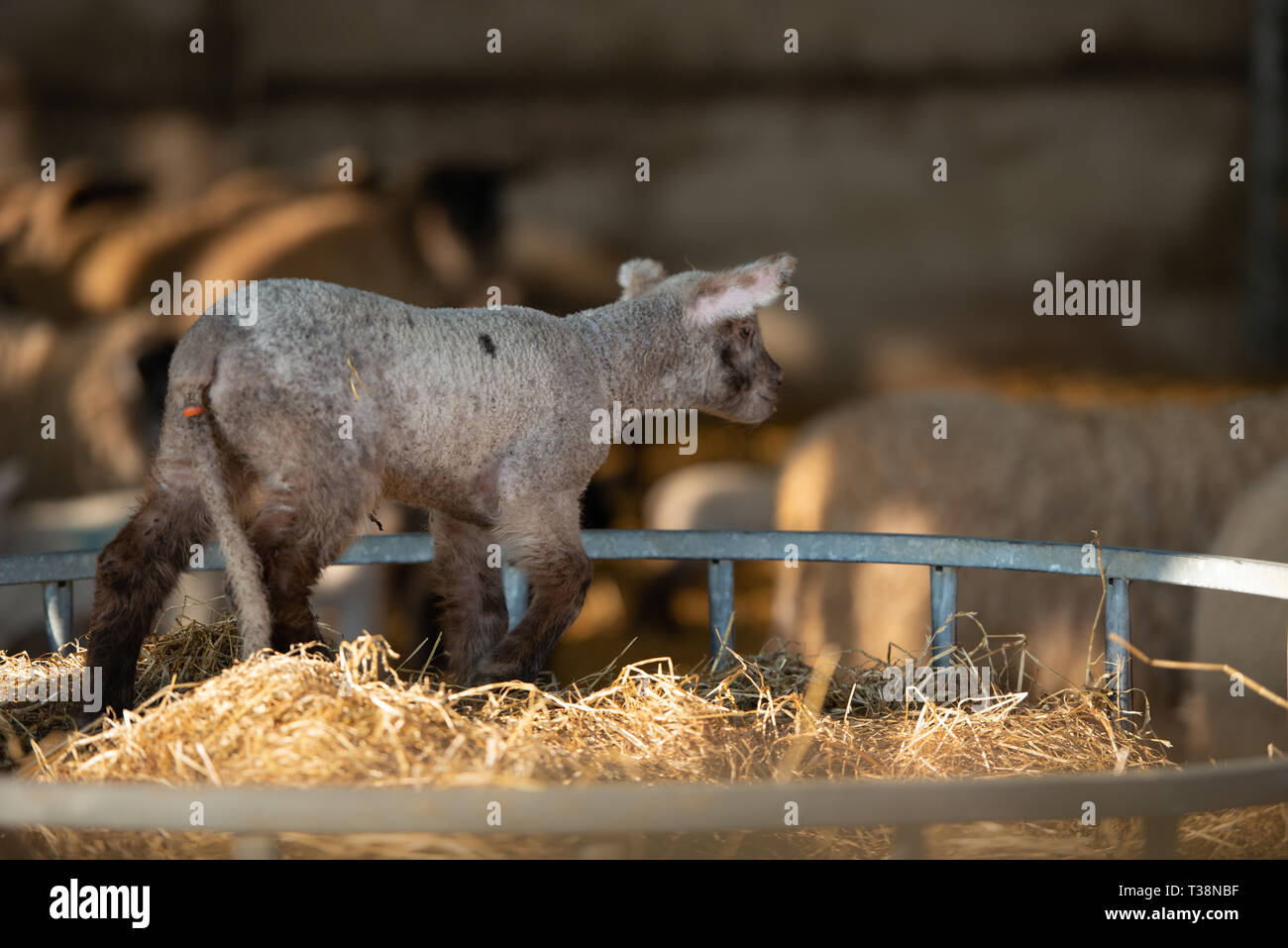 newborn lamb in feeder Stock Photo Alamy