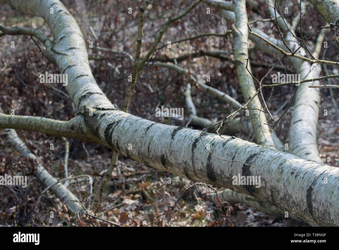 fallen old birch tree in forest Stock Photo